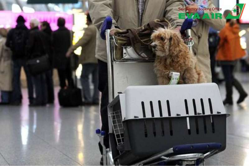 Lưu ý khi vật nuôi bay quá cảnh EVA Air,chó mèo đi máy bay EVA Air, quá cảnh thú cưng EVA Air tại sân bay Đào Viên, quá cảnh thú cưng EVA Air tại Đài Loan, quy định transit thú cưng EVA Air,quá cảnh thú nuôi tại TPE, chó mèo quá cảnh TPE