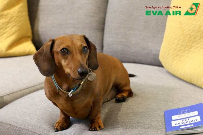 mang thú cưng lên máy bay quốc tế EVA Air, mang chó mèo lên máy bay quốc tế eva air, vận chuyển thú cưng quốc tế eva air, vận chuyển chó mèo quốc tế eva air, chó mèo bay quốc tế eva air, thú cưng bay quốc tế eva air, thú cưng đi máy bay EVA Air