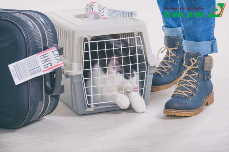 mang thú cưng lên máy bay quốc tế EVA Air, mang chó mèo lên máy bay quốc tế eva air, vận chuyển thú cưng quốc tế eva air, vận chuyển chó mèo quốc tế eva air, chó mèo bay quốc tế eva air, thú cưng bay quốc tế eva air, thú cưng đi máy bay EVA Air