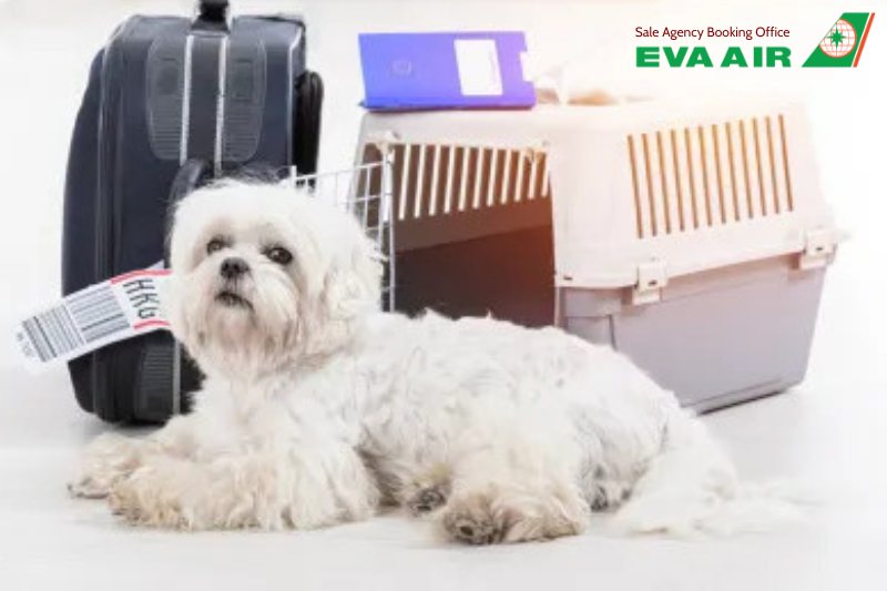 mang thú cưng lên máy bay quốc tế EVA Air, mang chó mèo lên máy bay quốc tế eva air, vận chuyển thú cưng quốc tế eva air, vận chuyển chó mèo quốc tế eva air, chó mèo bay quốc tế eva air, thú cưng bay quốc tế eva air, thú cưng đi máy bay EVA Air