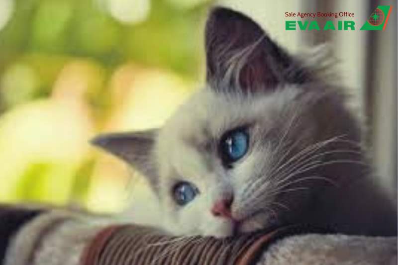 mẹo giảm stress cho thú cưng đi máy bay EVA Air, mẹo giảm stress cho chó mèo đi máy bay EVA Air, giảm lo lắng cho chó mèo đi máy bay EVA Air, giảm căng thẳng cho thú cưng bay EVA Air, chó mèo stress khi đi máy bay EVA Air