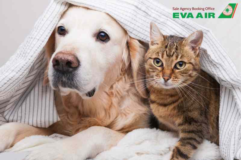 mẹo giảm stress cho thú cưng đi máy bay EVA Air, mẹo giảm stress cho chó mèo đi máy bay EVA Air, giảm lo lắng cho chó mèo đi máy bay EVA Air, giảm căng thẳng cho thú cưng bay EVA Air, chó mèo stress khi đi máy bay EVA Air