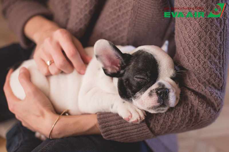 Quy định chó mèo bay quá cảnh EVA Air, quá cảnh thú cưng EVA Air, thủ tục chó mèo bay quá cảnh EVA Air, Chó mèo bay quá cảnh EVA Air, quá cảnh thú cưng EVA Air tại Đào Viên, quá cảnh vật nuôi EVA Air, chó mèo quá cảnh TPE, thú cưng quá cảnh Đào Viên