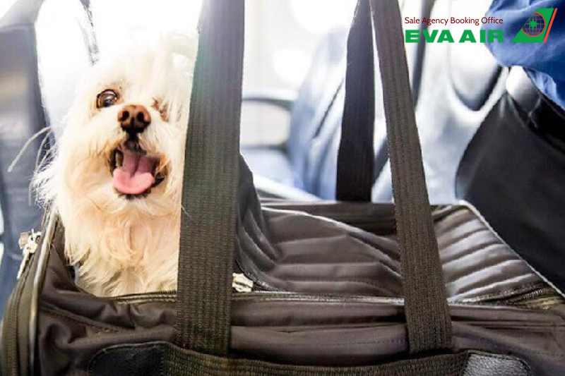 Quy định chó mèo bay quá cảnh EVA Air, quá cảnh thú cưng EVA Air, thủ tục chó mèo bay quá cảnh EVA Air, Chó mèo bay quá cảnh EVA Air, quá cảnh thú cưng EVA Air tại Đào Viên, quá cảnh vật nuôi EVA Air, chó mèo quá cảnh TPE, thú cưng quá cảnh Đào Viên