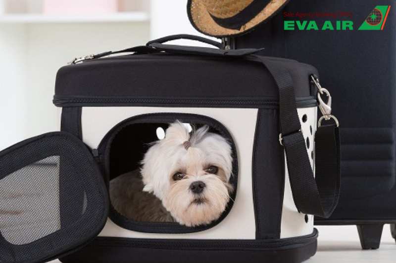 xét nghiệm bệnh dại cho thú cưng bay EVA Air, xét nghiệm kháng thể Dại RFFIT, thú cưng đi máy bay EVA Air, chó mèo đi máy bay EVA Air, xét nghiệm bệnh dại,xét nghiệm RFFIT chó mèo EVA Air, xét nghiệm bệnh dại cho vật nuôi bay EVA Air