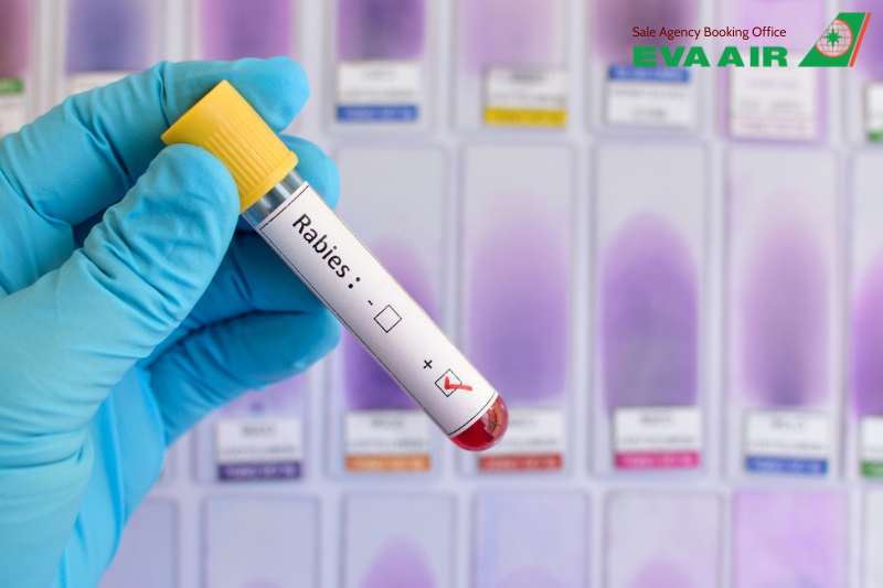 xét nghiệm bệnh dại cho thú cưng bay EVA Air, xét nghiệm kháng thể Dại RFFIT, thú cưng đi máy bay EVA Air, chó mèo đi máy bay EVA Air, xét nghiệm bệnh dại,xét nghiệm RFFIT chó mèo EVA Air, xét nghiệm bệnh dại cho vật nuôi bay EVA Air