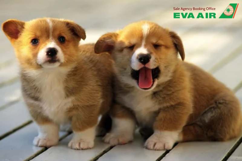 Bảo hiểm vận chuyển thú cưng EVA Air, thú cưng đi máy bay quốc tế EVA Air, Bảo hiểm thú cưng đi máy bay EVA Air, Quy định bảo hiểm thú cưng EVA Air, bảo hiểm thú cưng EVA Air, Bảo hiểm rủi ro thú cưng EVA Air, bảo hiểm chó mèo EVA Air