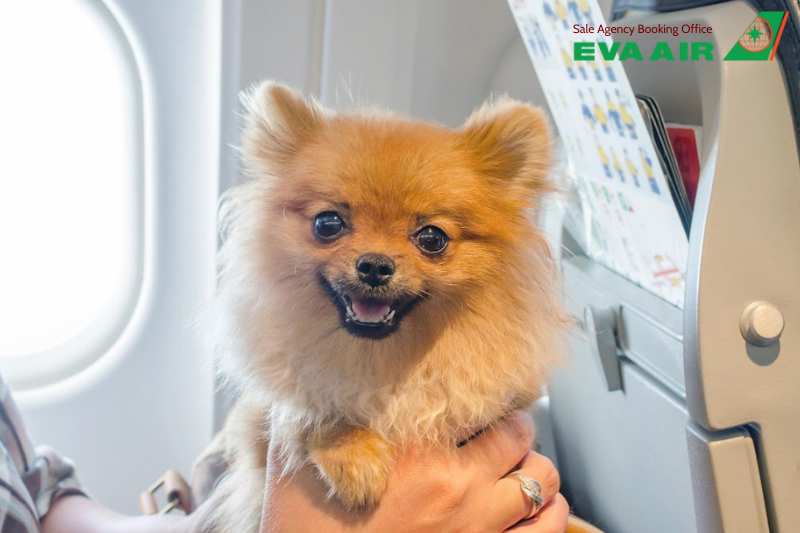 Bảo hiểm vận chuyển thú cưng EVA Air, thú cưng đi máy bay quốc tế EVA Air, Bảo hiểm thú cưng đi máy bay EVA Air, Quy định bảo hiểm thú cưng EVA Air, bảo hiểm thú cưng EVA Air, Bảo hiểm rủi ro thú cưng EVA Air, bảo hiểm chó mèo EVA Air
