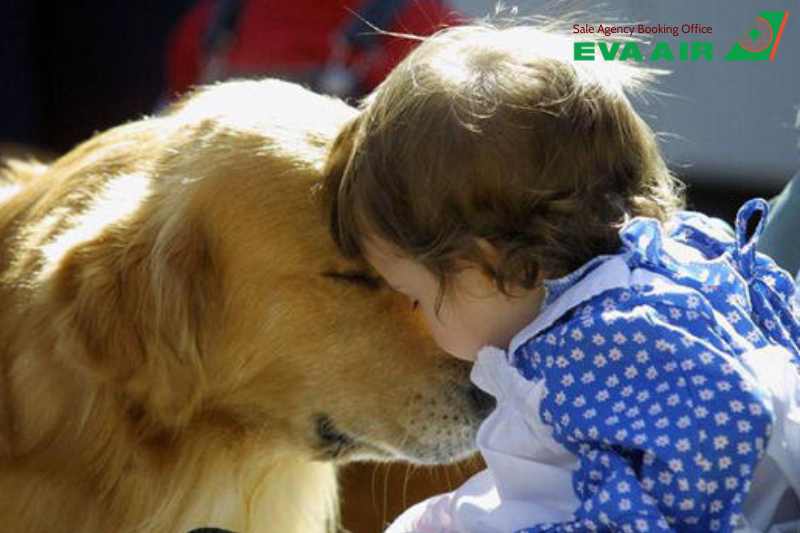 Chó Hỗ Trợ Cảm Xúc EVA Air, Chó Hỗ Trợ Cảm Xúc đi máy bay EVA Air, Giấy tờ chó hỗ trợ cảm xúc EVA air, Thủ tục chó hỗ trợ cảm xúc EVA Air, Lồng ký gửi chó hỗ trợ cảm xúc EVA Air, chó hỗ trợ cảm xúc bay quốc tế EVA Air, vận chuyển chó hỗ trợ cảm xúc EVA Air