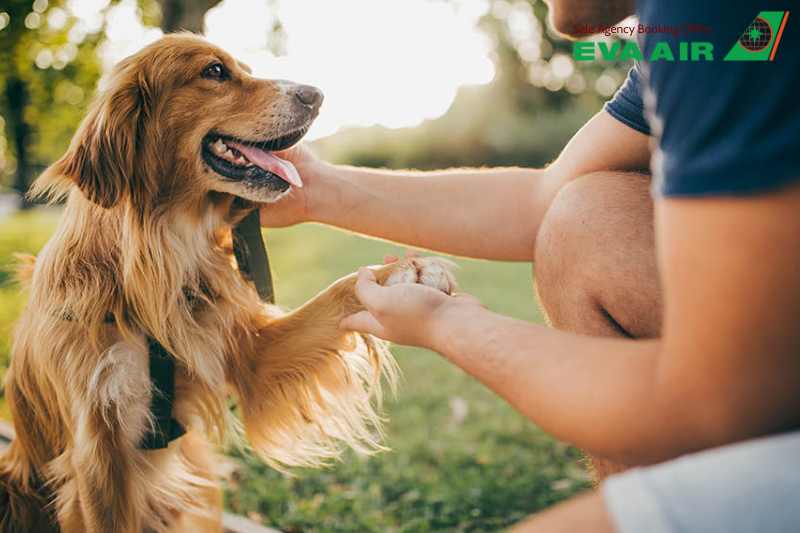 Chó Hỗ Trợ Cảm Xúc EVA Air, Chó Hỗ Trợ Cảm Xúc đi máy bay EVA Air, Giấy tờ chó hỗ trợ cảm xúc EVA air, Thủ tục chó hỗ trợ cảm xúc EVA Air, Lồng ký gửi chó hỗ trợ cảm xúc EVA Air, chó hỗ trợ cảm xúc bay quốc tế EVA Air, vận chuyển chó hỗ trợ cảm xúc EVA Air