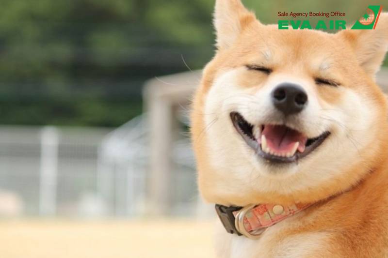 Chó Hỗ Trợ Cảm Xúc EVA Air, Chó Hỗ Trợ Cảm Xúc đi máy bay EVA Air, Giấy tờ chó hỗ trợ cảm xúc EVA air, Thủ tục chó hỗ trợ cảm xúc EVA Air, Lồng ký gửi chó hỗ trợ cảm xúc EVA Air, chó hỗ trợ cảm xúc bay quốc tế EVA Air, vận chuyển chó hỗ trợ cảm xúc EVA Air