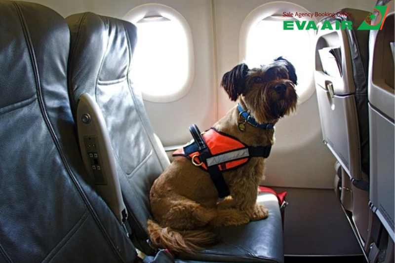 mang chó mèo đi Canada bằng EVA Air, thủ tục mang chó mèo đi Canada bằng EVA Air, Mang chó mèo sang Canada bằng EVA Air, vận chuyển thú cưng đi Canada EVA Ai, mang thú cưng sang Canada bằng EVA Air, đưa chó mèo từ Việt Nam sang Canada EVA Air