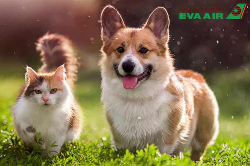 Mang Chó Mèo Đi EU Bằng EVA Air, Mang Chó Mèo Đi Châu Âu Bằng EVA Air, Mang thú cưng Đi EU Bằng EVA Air, Mang Thú cưng Đi Châu Âu Bằng EVA Air, Mang Chó Mèo Đi EU EVA Air,vận chuyển thú cưng đi EU bằng EVA Air, mang chó mèo đi EU