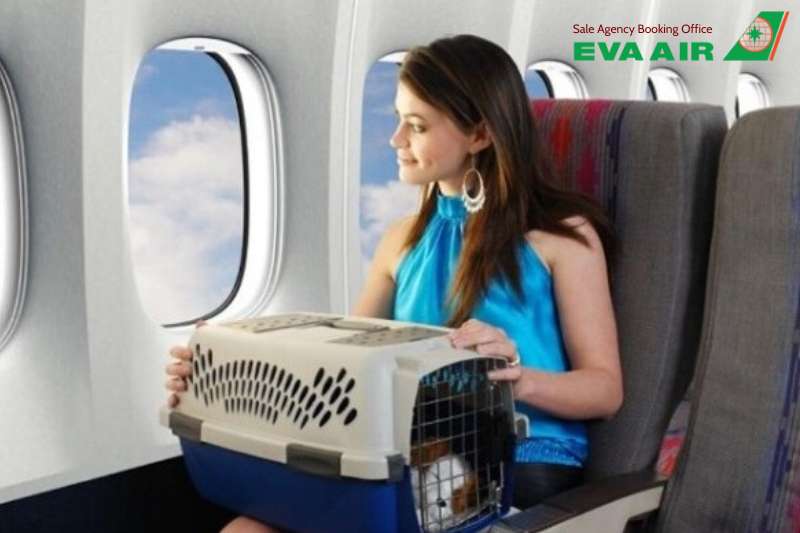 Mang chó mèo đi Hàn Quốc bằng EVA Air, EVA Air vận chuyển thú cưng đi Hàn Quốc, đưa chó mèo từ Việt Nam sang Hàn Quốc bằng EVA Air, đưa chó mèo sang Hàn Quốc bằng EVA Air, Mang thú cưng đi Hàn Quốc bằng EVA Air