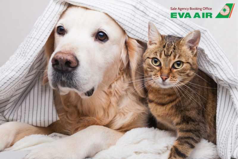 mang chó mèo đi Nhật Bản bằng EVA Air, Thủ tục mang chó mèo đi Nhật Bản EVA Air, mang thú cưng đi Nhật Bản bằng EVA Air, Đưa chó mèo sang Nhật Bản bằng EVA Air, vận chuyển thú cưng đi Nhật Bản EVA Air, đưa thú cưng đi Nhật Bản EVA Air