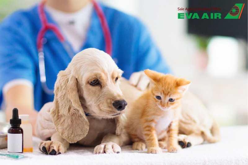 mang chó mèo đi Nhật Bản bằng EVA Air, Thủ tục mang chó mèo đi Nhật Bản EVA Air, mang thú cưng đi Nhật Bản bằng EVA Air, Đưa chó mèo sang Nhật Bản bằng EVA Air, vận chuyển thú cưng đi Nhật Bản EVA Air, đưa thú cưng đi Nhật Bản EVA Air