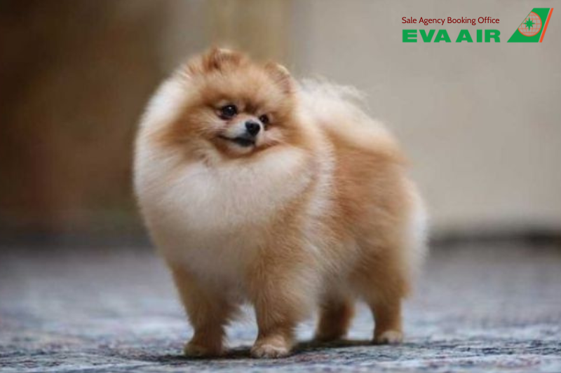Mang thú cưng đến Thái lan bằng EVA Air, đưa chó mèo từ Việt Nam sang Thái Lan bằng EVA Air, đưa chó mèo sang Thái Lan bằng EVA Air, Quy định nhập cảnh thú cưng EVA Air vào Thái Lan,  mang thú cưng đến Thái Lan EVA Air, mang thú cưng đi Thái Lan EVA Air 