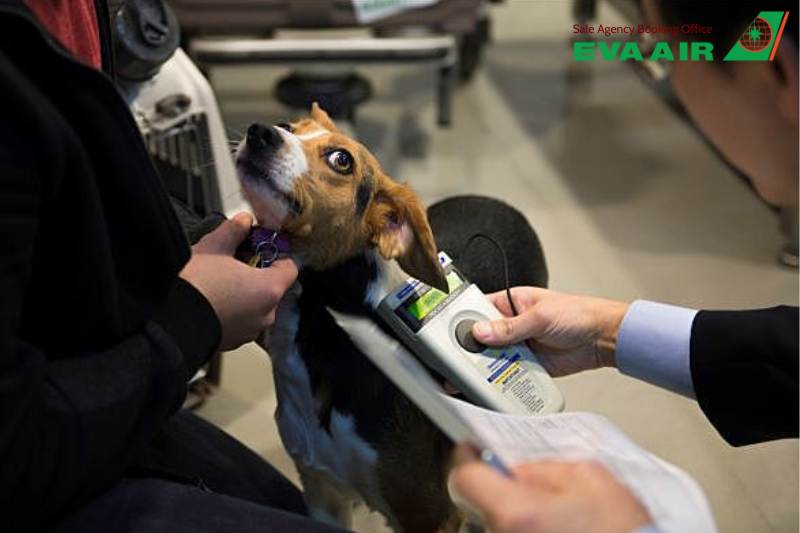 dịch vụ vận chuyển thú cưng EVA Air, Review dịch vụ vận chuyển thú cưng EVA Air, Review phí vận chuyển thú cưng EVA Air, Review thủ tục chó mèo bay quốc tế EVA Air, Review chính sách thú cưng bay EVA Air, Review thủ tục check-in chó mèo EVA Air