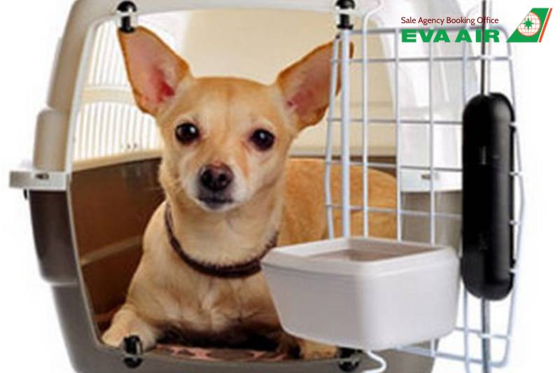 dịch vụ vận chuyển thú cưng EVA Air, Review dịch vụ vận chuyển thú cưng EVA Air, Review phí vận chuyển thú cưng EVA Air, Review thủ tục chó mèo bay quốc tế EVA Air, Review chính sách thú cưng bay EVA Air, Review thủ tục check-in chó mèo EVA Air