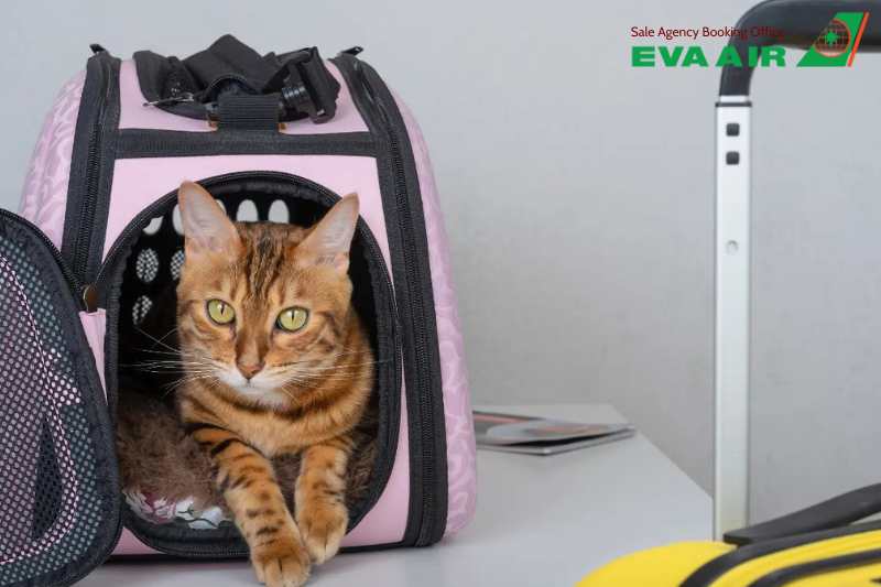 Thủ tục nhập cảnh chó mèo đi máy bay EVA Air về Việt Nam, chó mèo đi máy bay EVA Air về Việt Nam, mang chó mèo về Việt Nam bằng máy bay EVA Air, giấy tờ nhập cảnh chó mèo về Việt Nam, thú cưng đi máy bay EVA Air về Việt Nam.