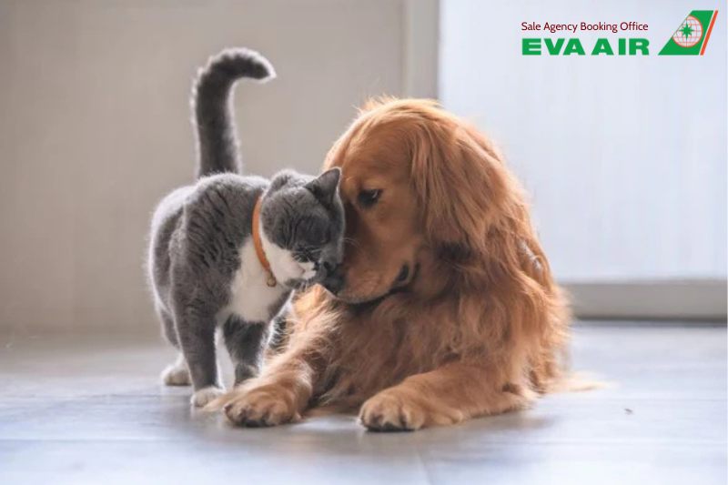 Vận chuyển thú cưng nước ngoài EVA Air, dịch vụ vận chuyển thú cưng đi nước ngoài EVA Air, thú cưng đi nước ngoài EVA Air, chó mèo đi máy bay EVA Air, vận chuyển chó mèo đi nước ngoài EVA Air, thú cưng bay quốc tế EVA Air, chó mèo bay quốc tế EVA Air