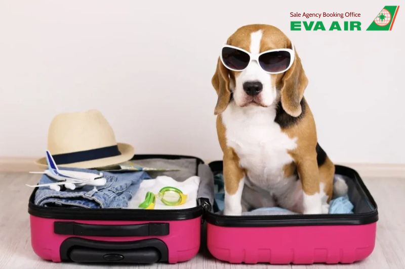 vé máy bay thú cưng chó mèo đi Atlanta Mỹ EVA Air, vận chuyển chó mèo đi Atlanta EVA Air, vé thú cưng đi Atlanta Mỹ EVA Air, vé máy bay chó mèo đi Atlanta Mỹ EVA Air, Vé chó mèo đi Atlanta Mỹ EVA Air,  thú cưng đi Atlanta bằng EVA Air