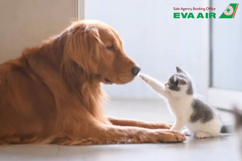 vé máy bay thú cưng chó mèo đi Boise Mỹ EVA Air, vận chuyển thú cưng đi Boise Mỹ EVA Air, vé thú cưng đi Boise Mỹ EVA Air, Vé máy bay chó mèo đi Boise Mỹ EVA Air, thú cưng đi máy bay EVA Air đến Boise, đưa chó mèo đi Mỹ EVA Air, chó mèo đi Idaho Mỹ EVA Air