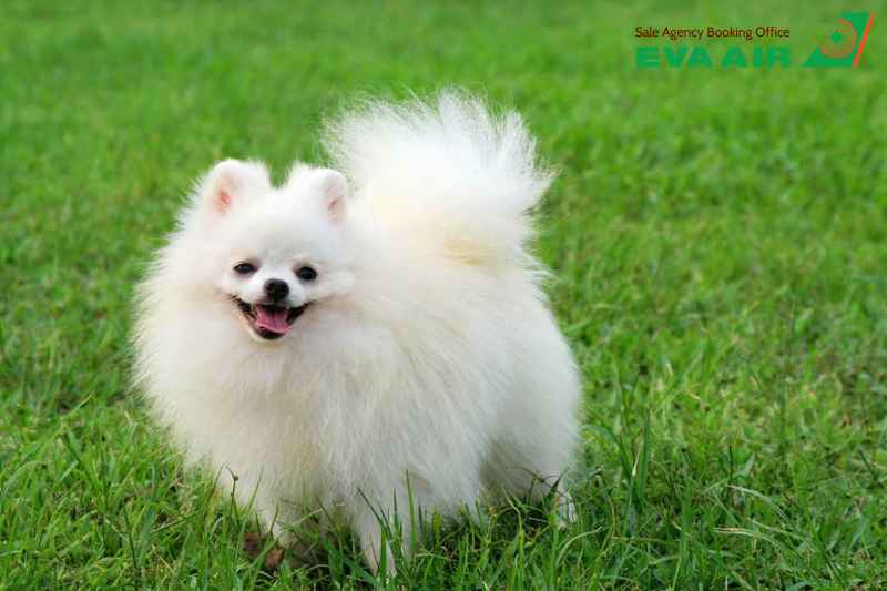 vé máy bay thú cưng chó mèo đi Chicago Mỹ EVA Air, Mang chó mèo đi Chicago bằng EVA Air, vé máy bay thú cưng đi Chicago EVA Air, vận chuyển thú cưng đi Chicago EVA Air, gửi chó mèo đi Chicago bằng máy bay EVA Air, vé máy bay chó mèo đi Chicago EVA Air