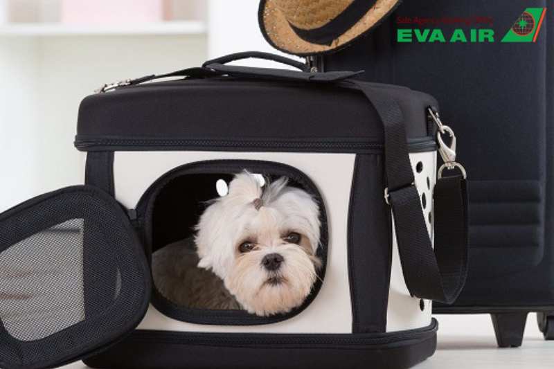 vé máy bay thú cưng chó mèo đi Seattle Mỹ EVA Air, mang chó mèo đi Seattle EVA Air, vé chó mèo đi Seattle EVA Air,vé thú cưng đi Seattle Mỹ EVA Air, vé thú cưng đi Seattle EVA Air, mang thú cưng đi Seattle Mỹ EVA Air, vận chuyển chó mèo đi Seattle EVA Air