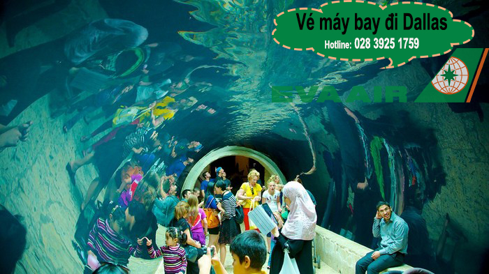Vé máy bay đi Dallas với giá rẻ