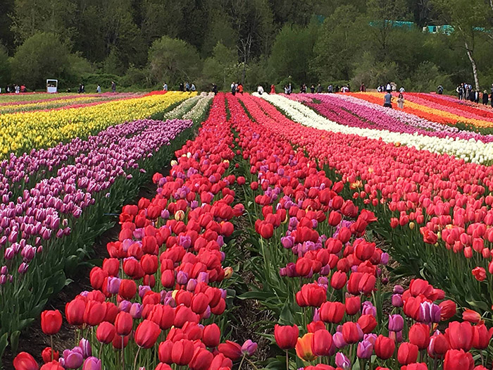 lễ hội Tulips thành phố Abbotsford