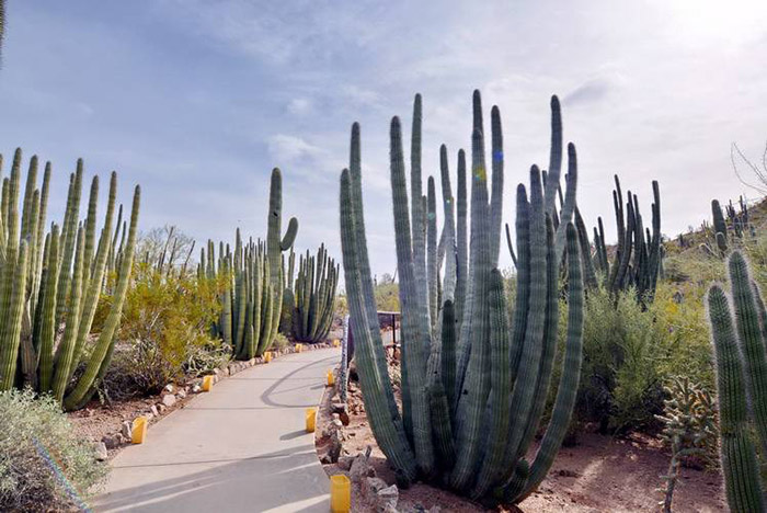 Desert Botanical Garden