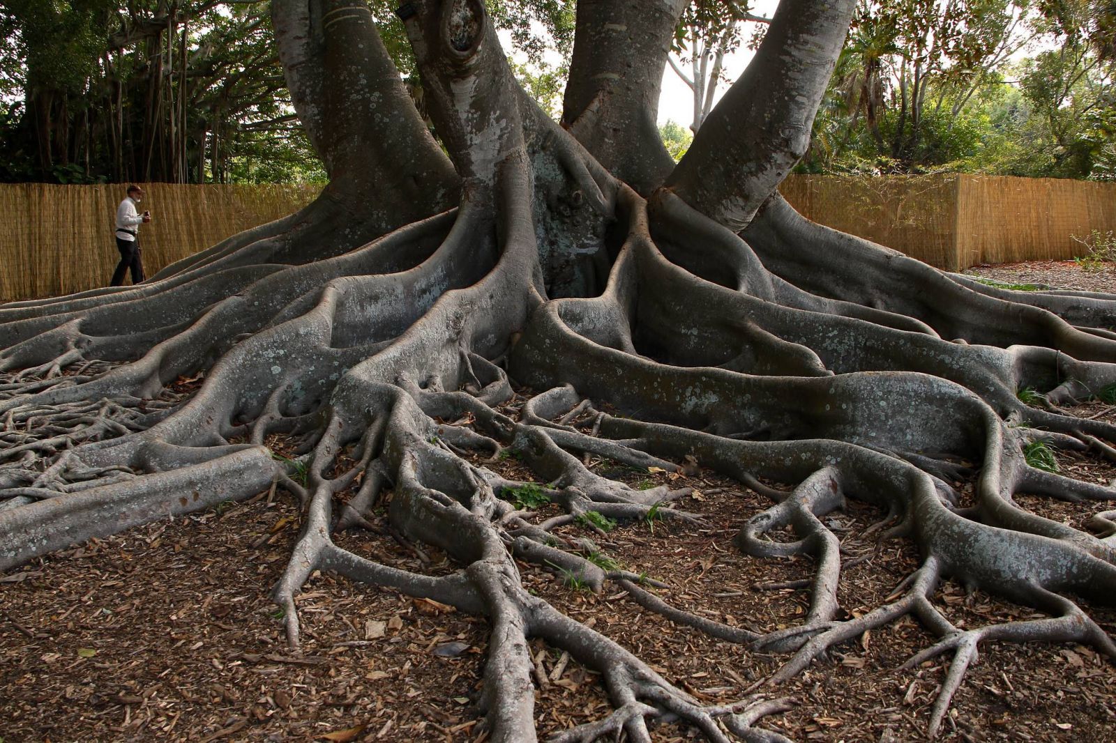Khu-vuon-Marie-Selby-Botanical-Gardens