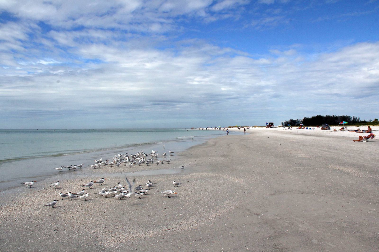 ve-may-bay-di-sarasota-eva-air