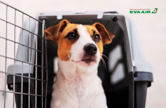 Vận chuyển thú cưng Eva Air