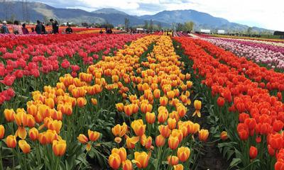 Vé máy bay EVA Air đi Abbotsford giá rẻ